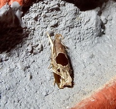 Deltoplastis