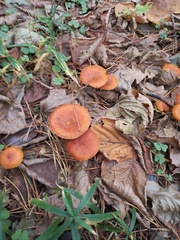 Lactarius aurantiacus