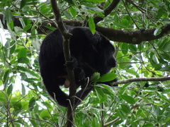 Alouatta pigra