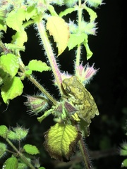 Chirixalus nongkhorensis