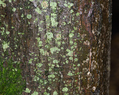 Phaeophyscia orbicularis