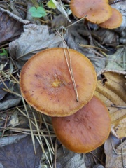 Lactarius aurantiacus