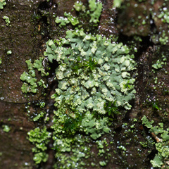 Phaeophyscia orbicularis