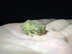 Chirixalus nongkhorensis