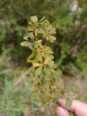 Spiraea hypericifolia obovata