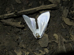 Palpita flegia