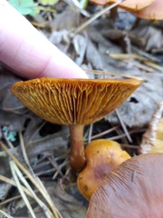 Lactarius aurantiacus