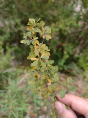 Spiraea hypericifolia obovata
