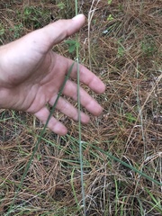 Sorghastrum elliottii