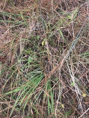 Sorghastrum elliottii
