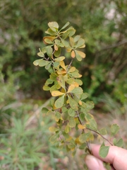 Spiraea hypericifolia obovata