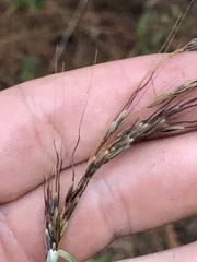 Sorghastrum elliottii