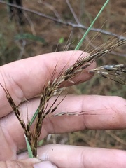 Sorghastrum elliottii