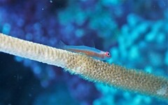 Bryaninops