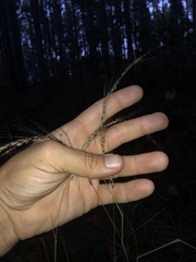 Sorghastrum elliottii
