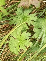 Geranium pratense