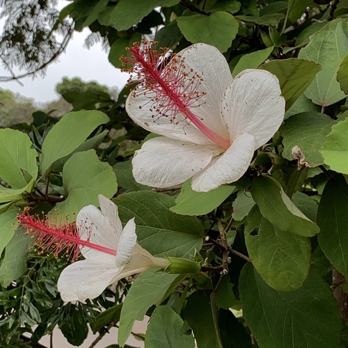 Hibiscus waimeae