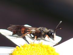 Cerceris concinna