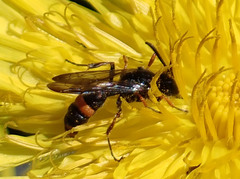 Cerceris concinna