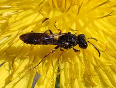 Cerceris concinna