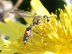 Cerceris concinna