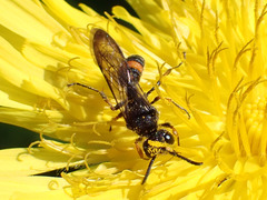 Cerceris concinna