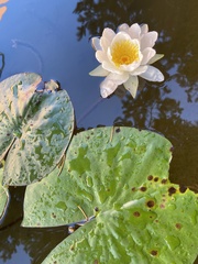 Nymphaea alba
