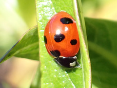 Coccinella algerica