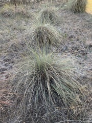 Muhlenbergia lindheimeri