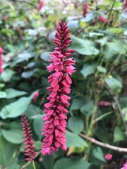 Bistorta amplexicaulis