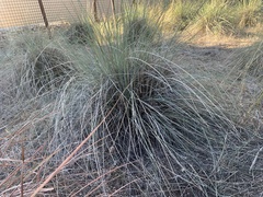 Muhlenbergia lindheimeri