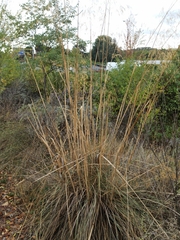 Celtica gigantea