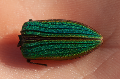 Buprestis aurulenta