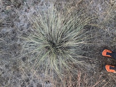 Muhlenbergia lindheimeri