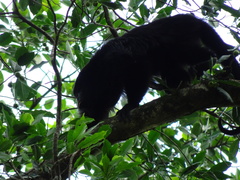 Alouatta pigra