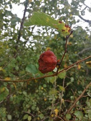 Eriosoma lanuginosum