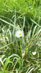 Leucanthemum maximum