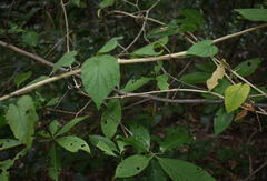 Ipomoea obscura