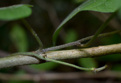 Ipomoea obscura