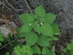 Solanum nigrum