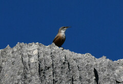 Catherpes mexicanus