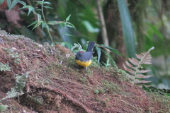 Myioborus miniatus