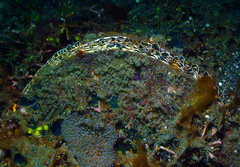 Atrina vexillum