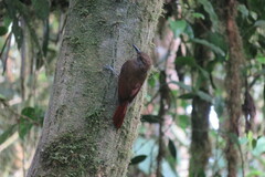 Dendrocincla fuliginosa