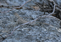 Sceloporus merriami