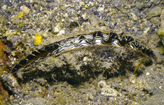 Atrina vexillum