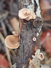 Schizophyllum amplum