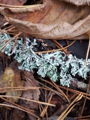 Hypogymnia physodes