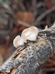 Schizophyllum amplum
