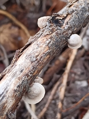 Schizophyllum amplum
